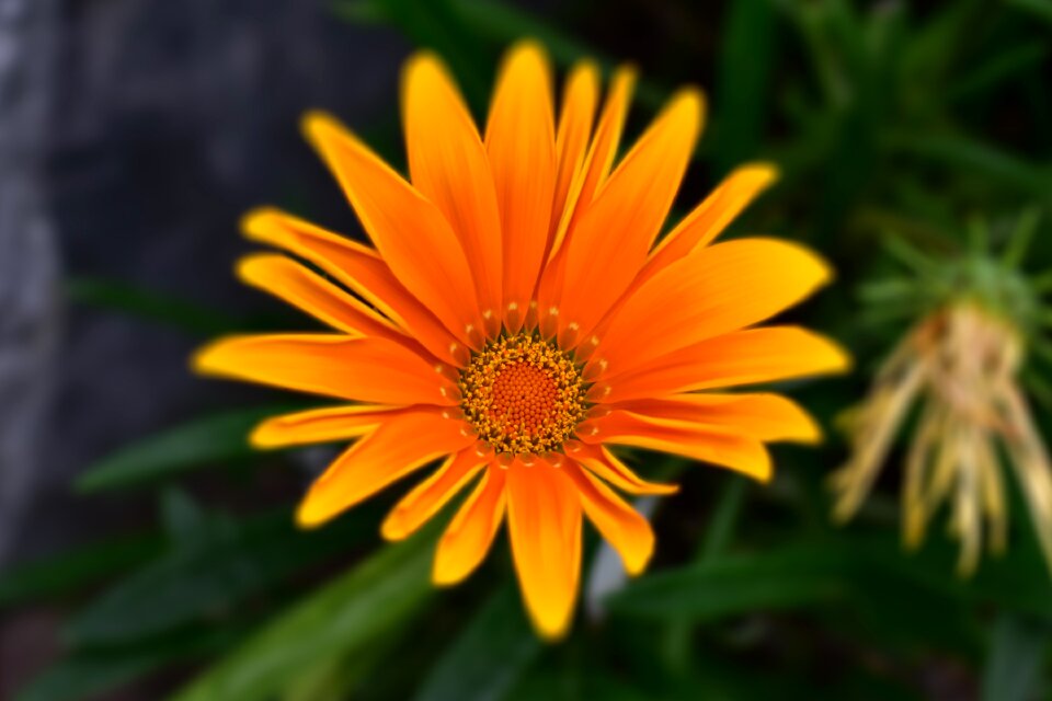 Plant beauty romantic