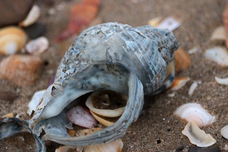 Shells sea sand
