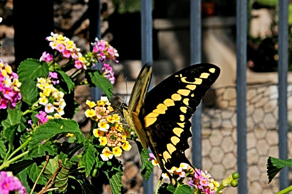 Summer nature insect