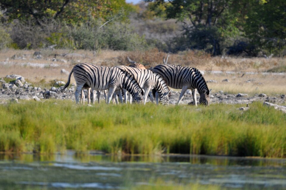 Zebras animals namibia
