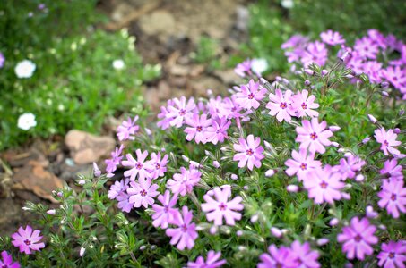 Spring flower natural