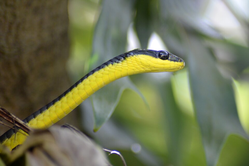 Wildlife nature fauna