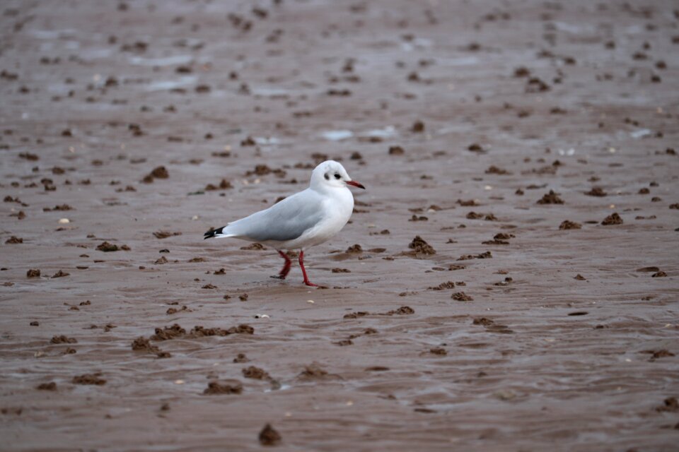 Sand mud gray sand photo