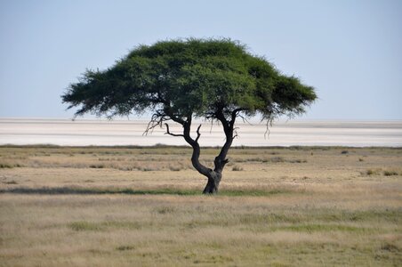 Namibia nature savannah photo