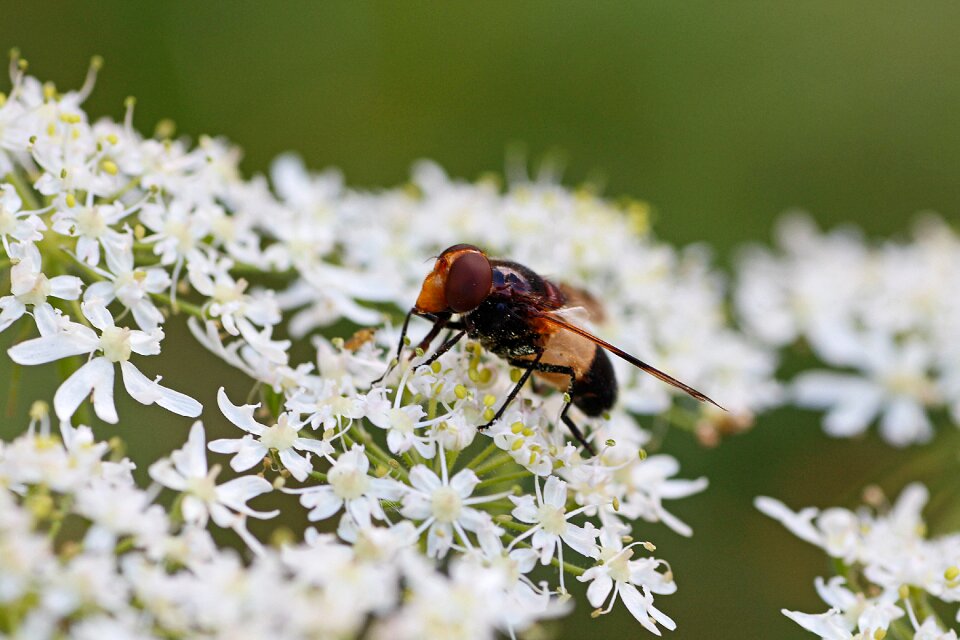 Macro close up cow parsley