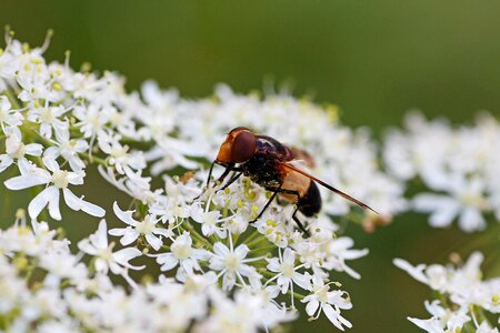 Macro close up cow parsley photo