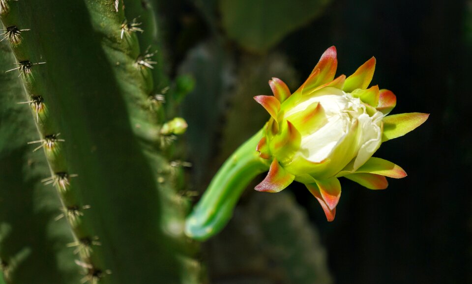 Growing close-up blooming