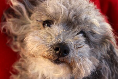 Portrait cute pet