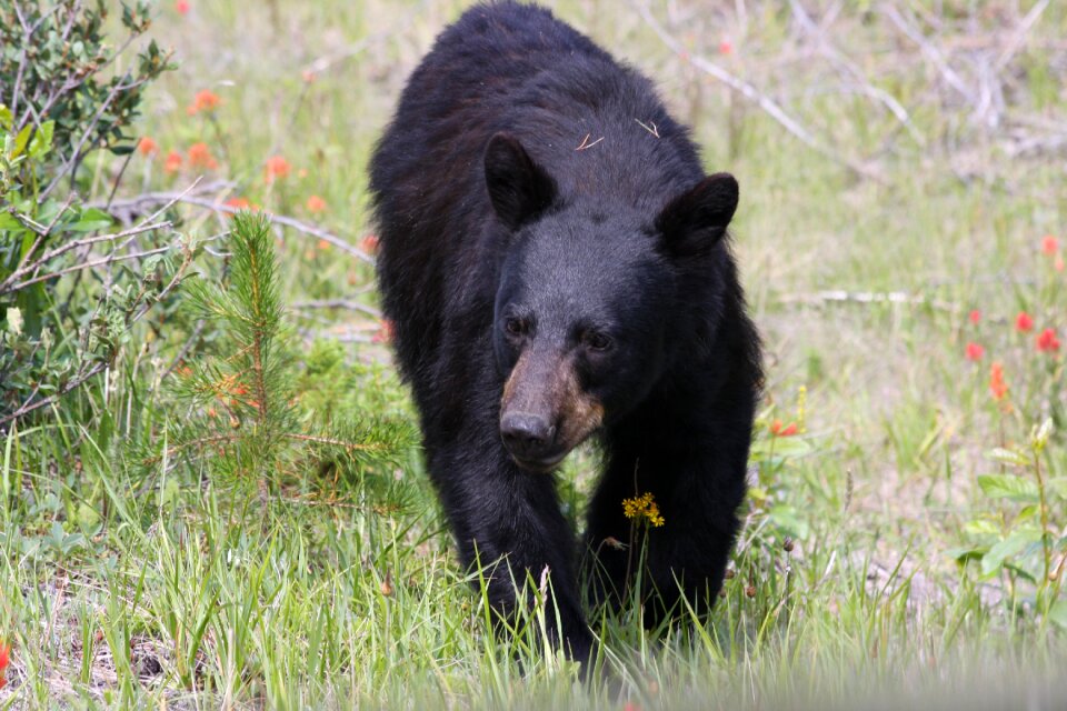 Wildlife alberta canada