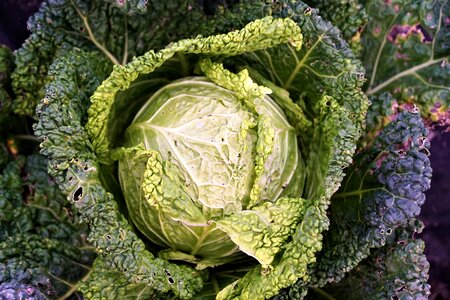Harvest autumn vegetables
