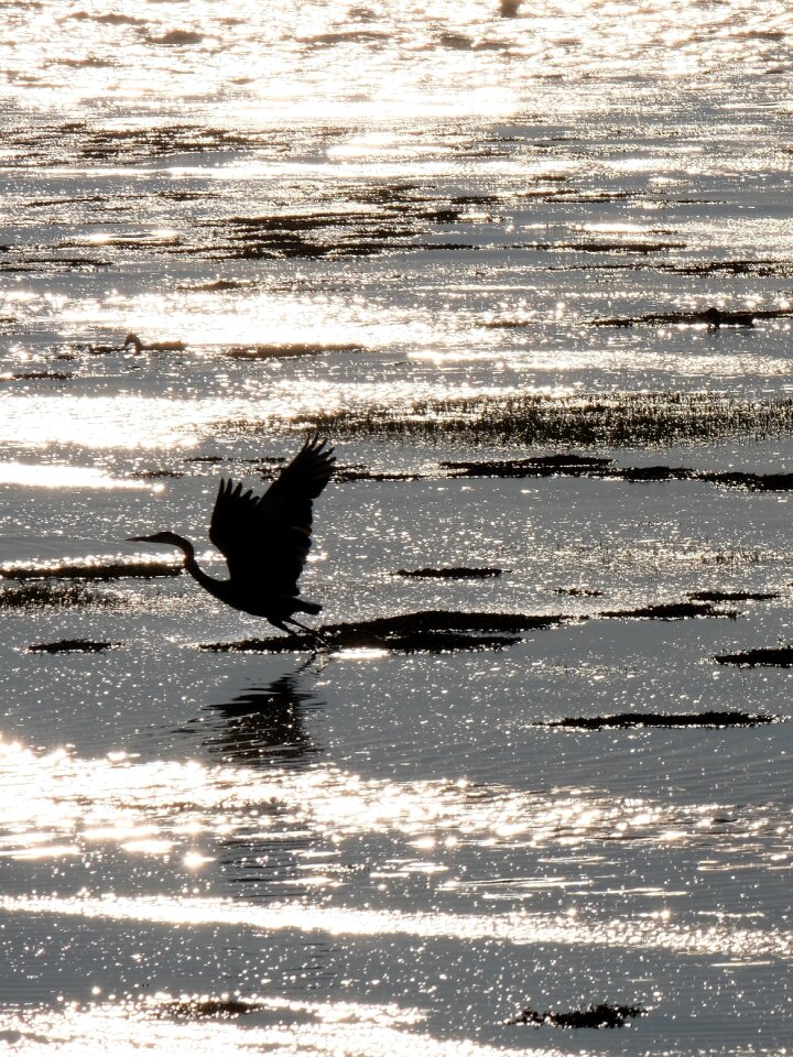 Nature water beak