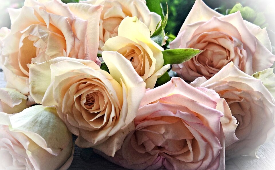 Biscuit roses light pink white
