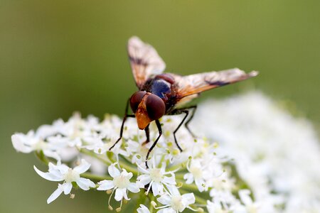 Insect blossom bloom photo