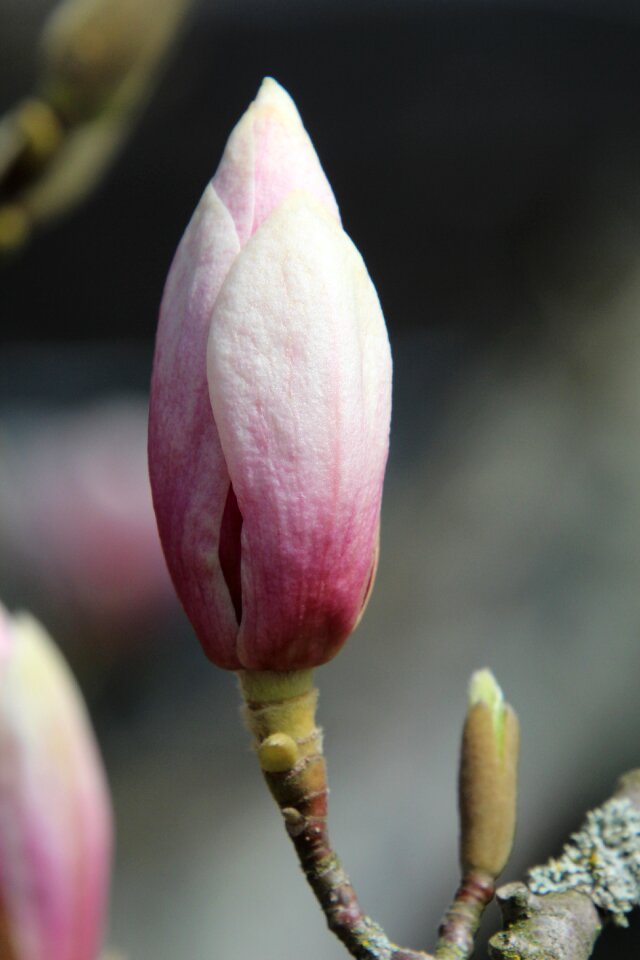 Tree nature plant