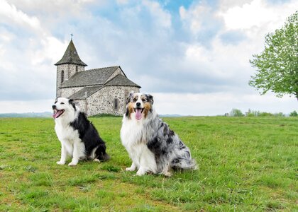 Dog chapel landscape