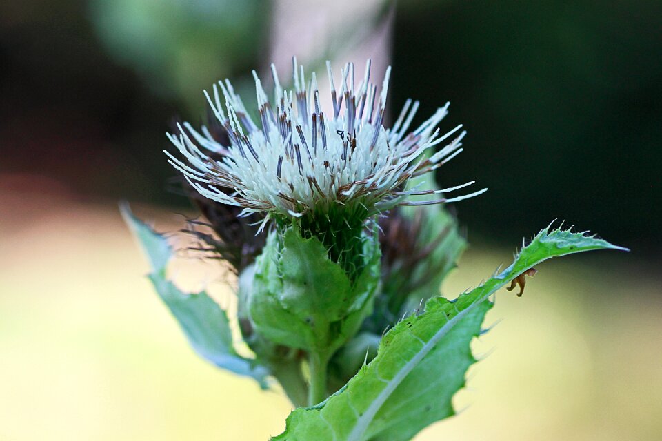 Prickly close up flora