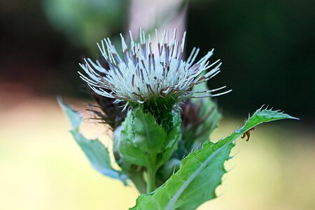 Prickly close up flora