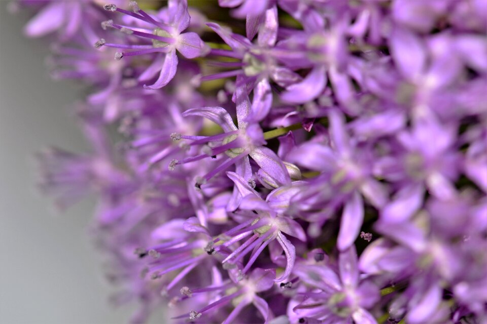 Flower bloom close up