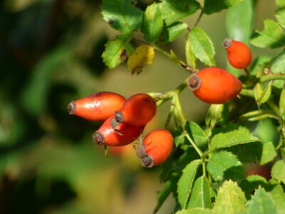 Nature red berries photo