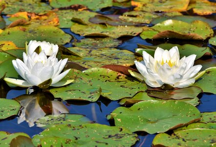Lily pad blossom bloom