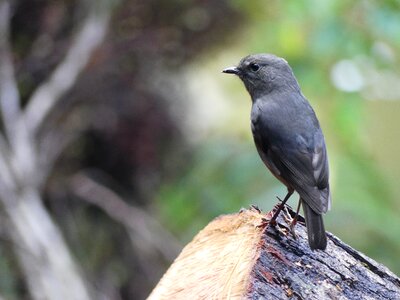 Nature birds animal photo