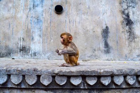 Temple animal world
