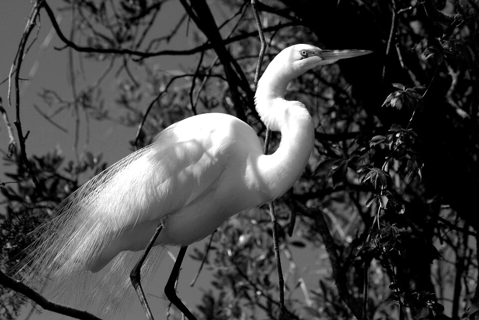 Wildlife tropical egret