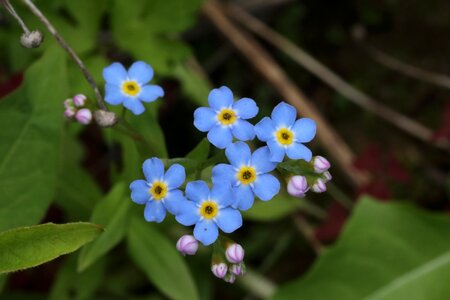 Blue summer flower photo