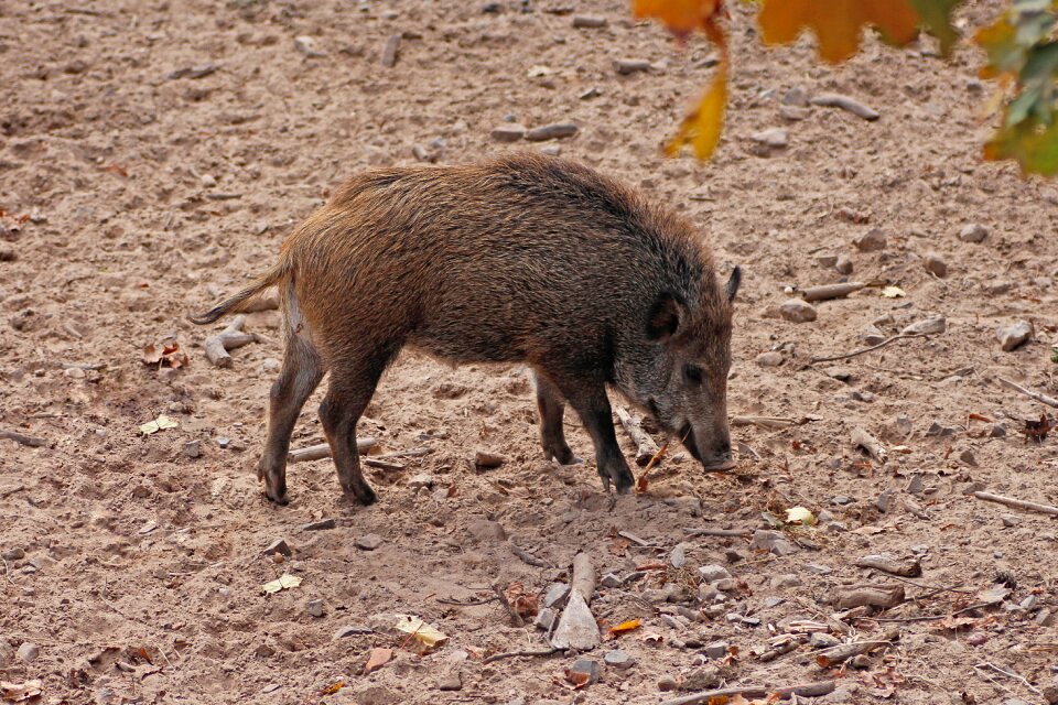 Young wild boar piglet wild