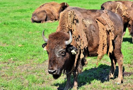 American bison wild livestock