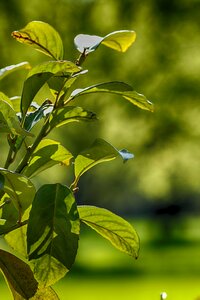 Plant growth nature