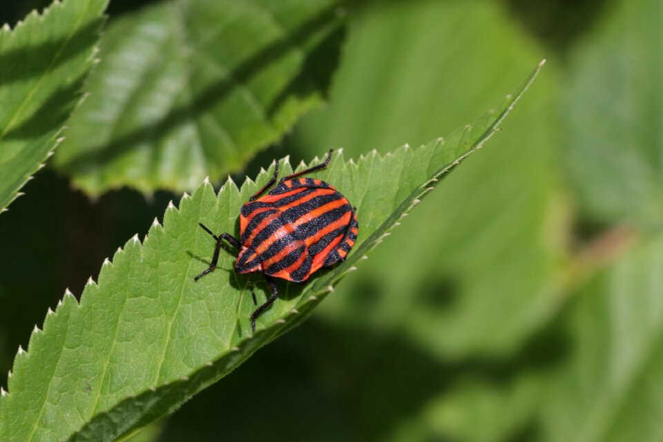 Sitting striped insect