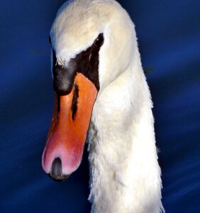 Neck white nature