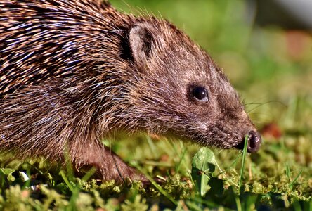 Foraging nocturnal cute