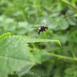 Insect bug fly
