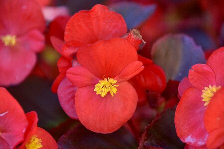 Flora petals flowering