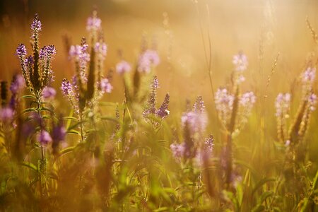 Flowers landscape nature