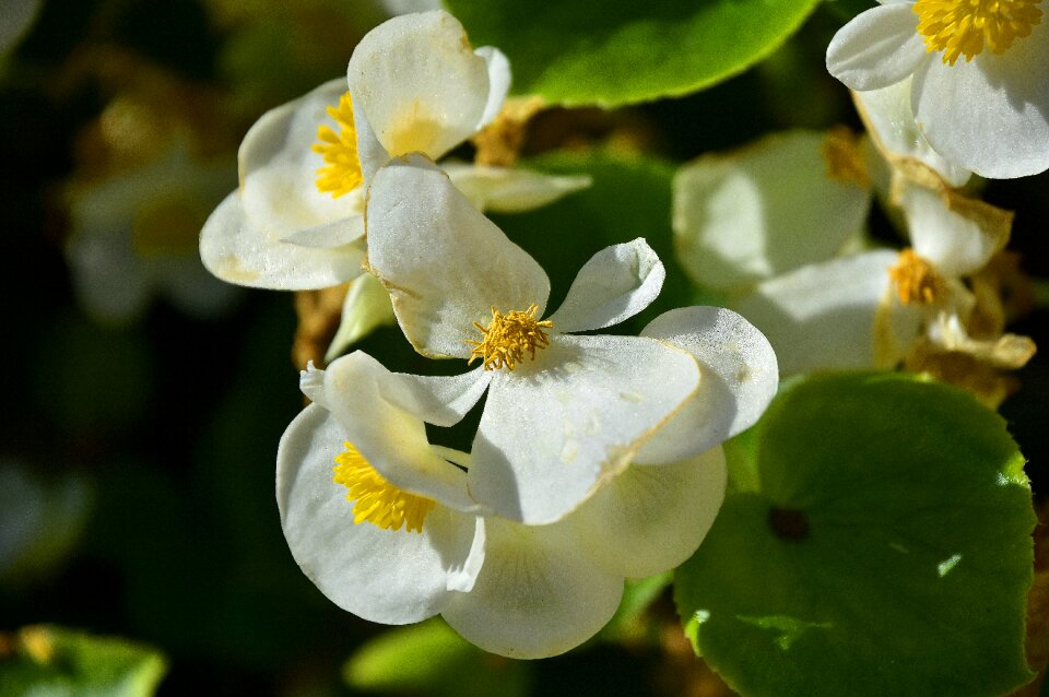 Flora petals flowering