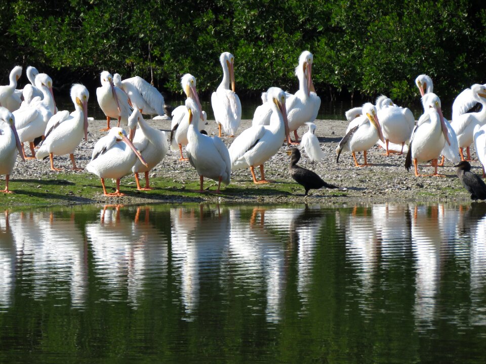 Wildlife wild coast