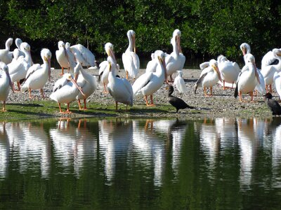 Wildlife wild coast