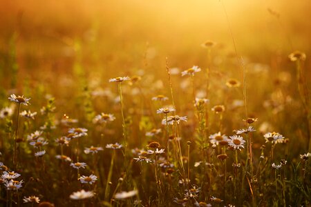 Flowers grass sun photo