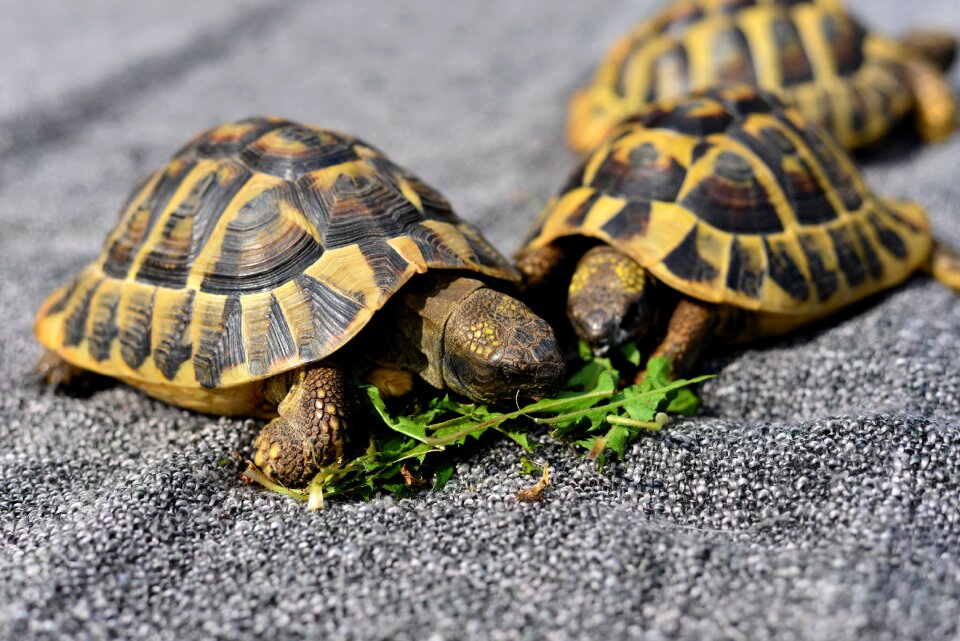 Tortoise shell tortoise panzer
