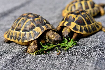 Tortoise shell tortoise panzer photo