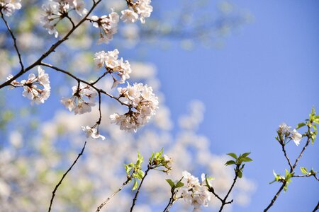 Flowers wood cherry tree
