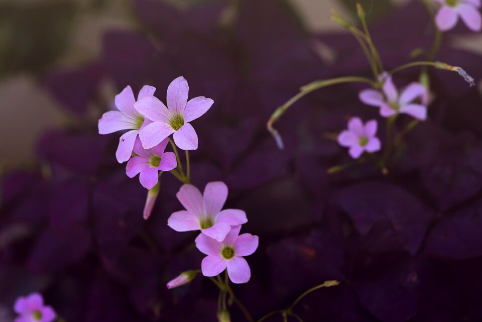 Pink flower pink flowers nature