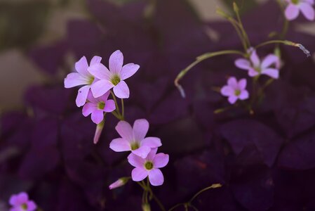 Pink flower pink flowers nature photo