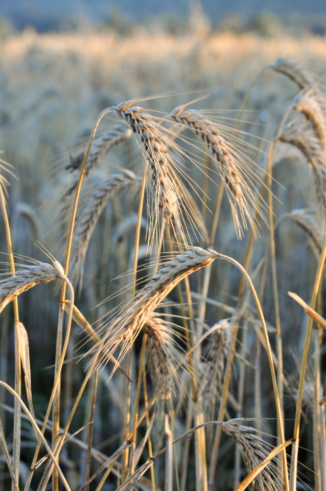 Agriculture landscape patch