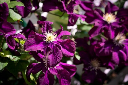 In the garden flower flowers photo