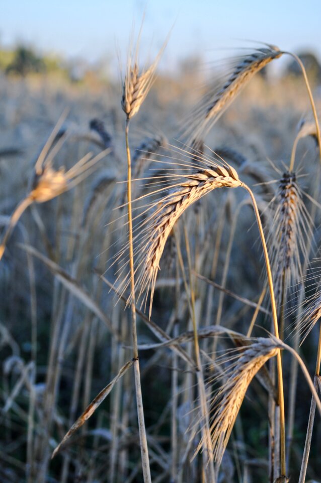 Agriculture landscape patch
