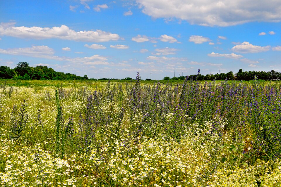 Wild flowers scenic sunlight